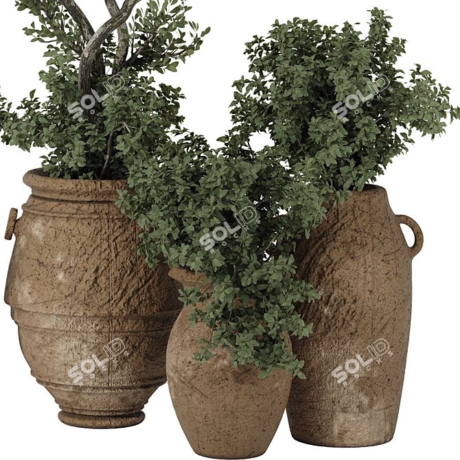 Indoor Bonsai Olive Tree in Pot 3D model image 2