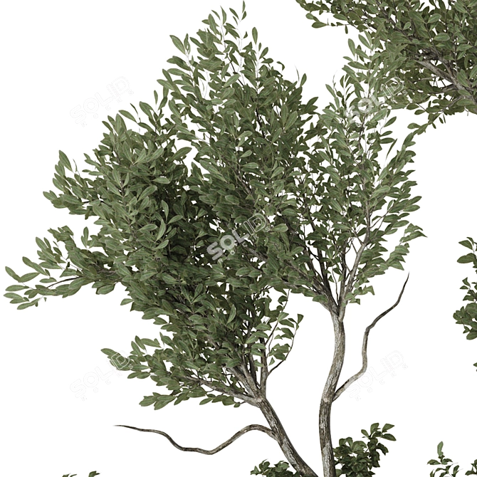 Indoor Bonsai Olive Tree in Pot 3D model image 4