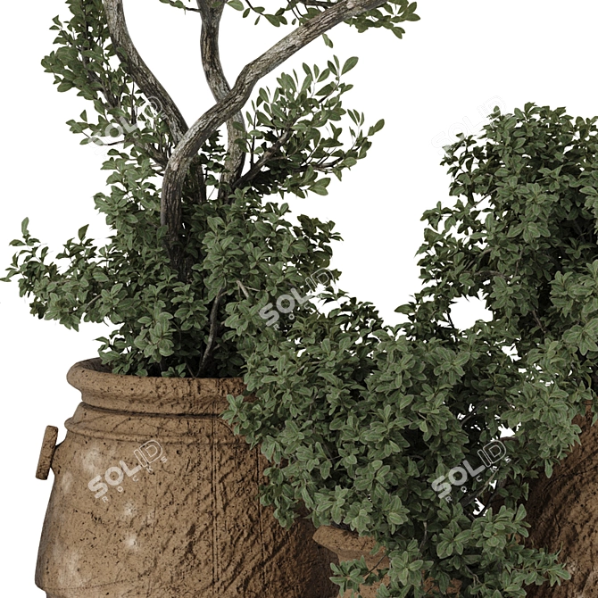 Indoor Bonsai Olive Tree in Pot 3D model image 5