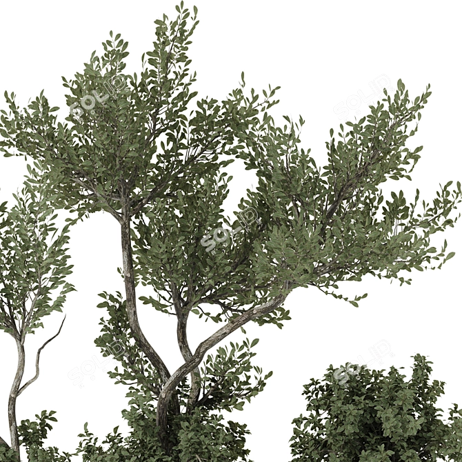 Indoor Bonsai Olive Tree in Pot 3D model image 6