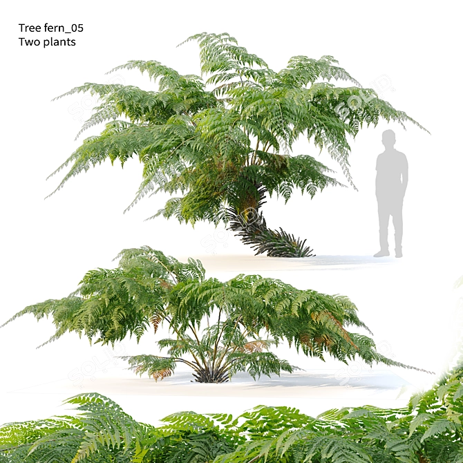 Twin Tree Fern Plants 3.5m 3D model image 1