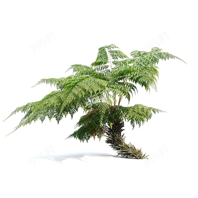 Twin Tree Fern Plants 3.5m 3D model image 2