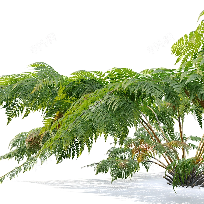 Twin Tree Fern Plants 3.5m 3D model image 3