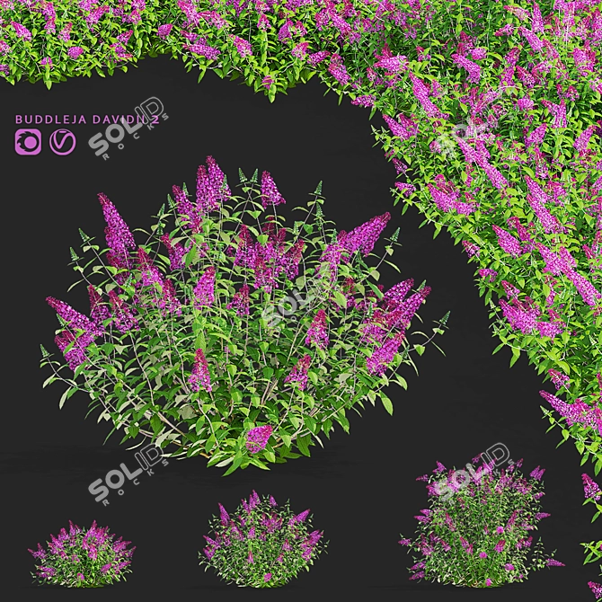 Blooming Buddleja davidii Bushes 3D model image 1