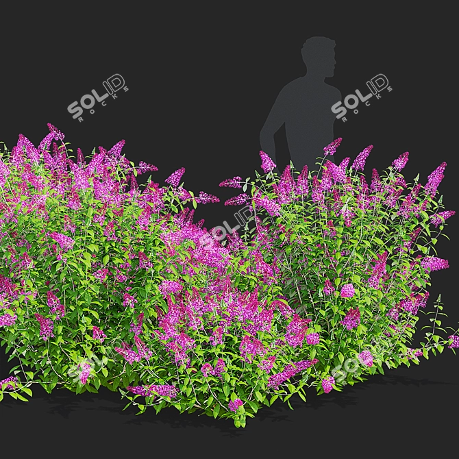 Blooming Buddleja davidii Bushes 3D model image 2