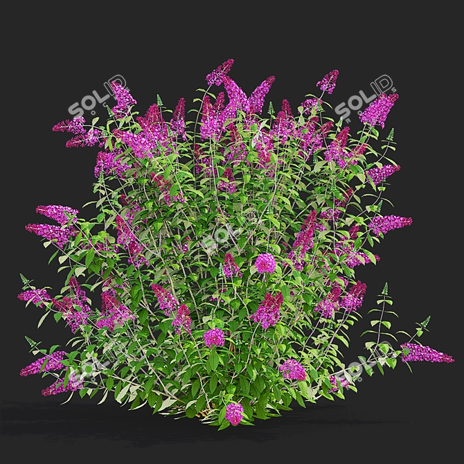 Blooming Buddleja davidii Bushes 3D model image 3