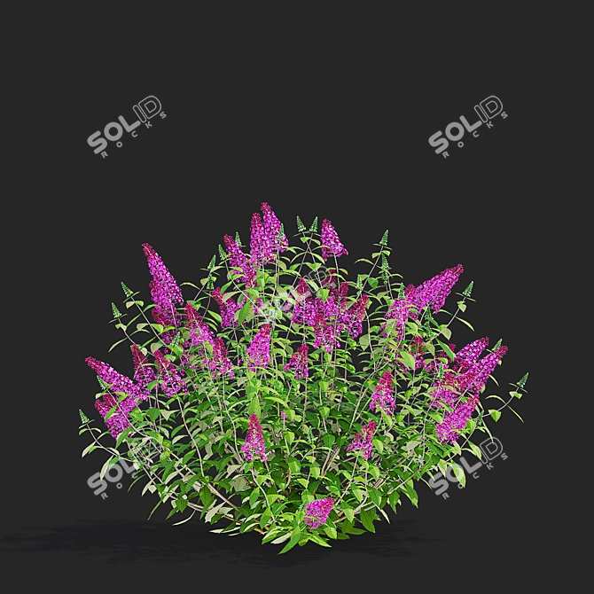 Blooming Buddleja davidii Bushes 3D model image 4