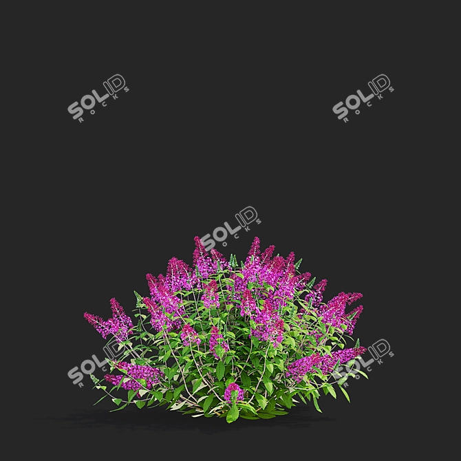 Blooming Buddleja davidii Bushes 3D model image 5