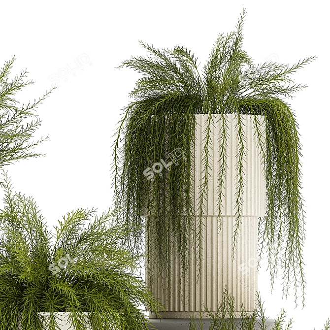 Tropical Asparagus Plant Set 3D model image 3