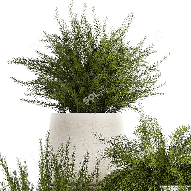 Tropical Asparagus Plant Set 3D model image 4