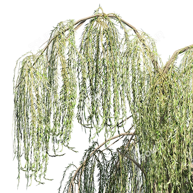 Animated Weeping Willow Tree Set 3D model image 3