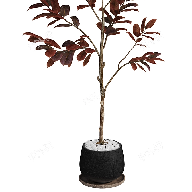 Modern Rubber Tree Plant 3D 3D model image 3