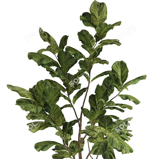 Indoor Fiddle Leaf Fig Plant Elegance 3D model image 2