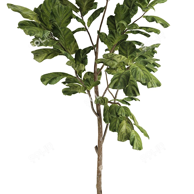 Indoor Fiddle Leaf Fig Plant Elegance 3D model image 3