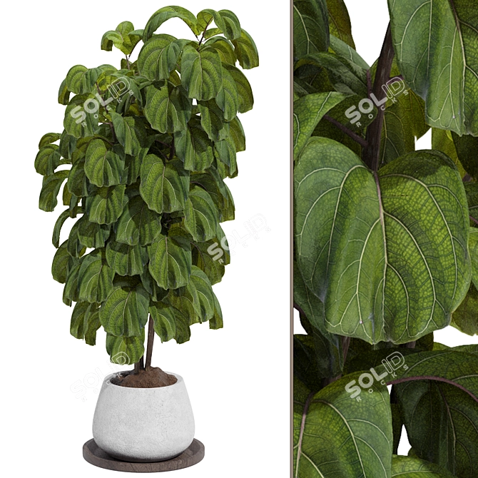 Indoor Fiddle Leaf Fig Plant Elegance 3D model image 9