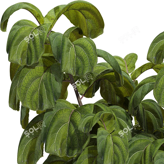 Indoor Fiddle Leaf Fig Plant Elegance 3D model image 10