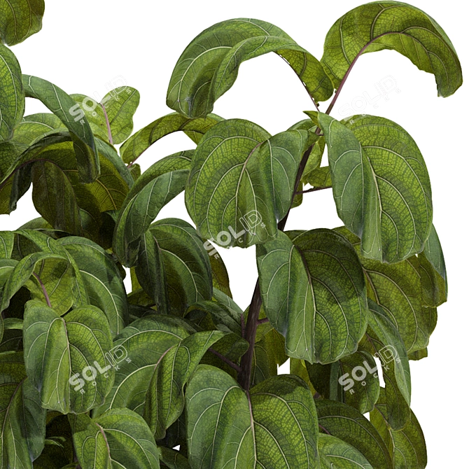 Indoor Fiddle Leaf Fig Plant Elegance 3D model image 11