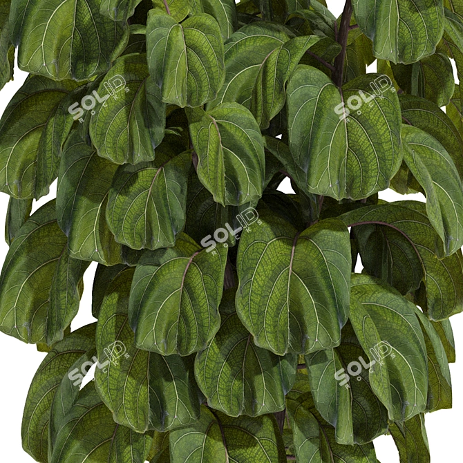 Indoor Fiddle Leaf Fig Plant Elegance 3D model image 12