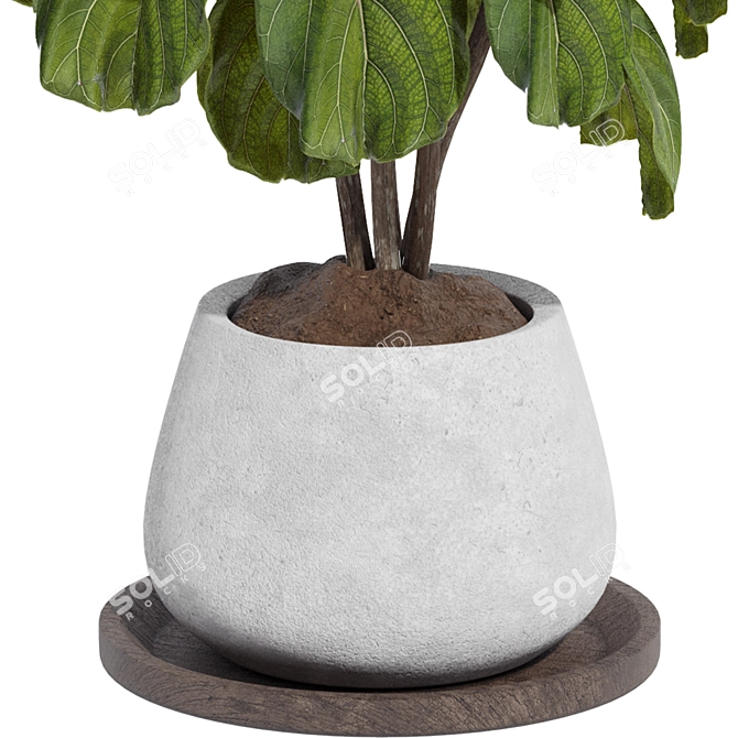 Indoor Fiddle Leaf Fig Plant Elegance 3D model image 13