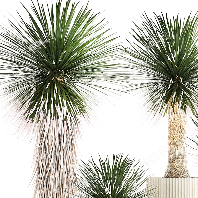 Exotic Yucca Plants in Stylish Pottery 3D model image 3