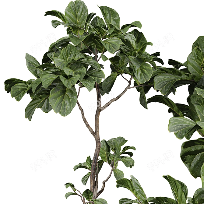 Lush Indoor Plant 3D Model 3D model image 4