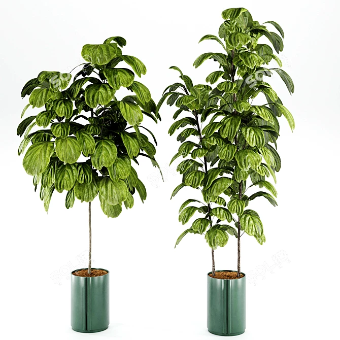 Modern Indoor Plant Set 27 3D model image 4