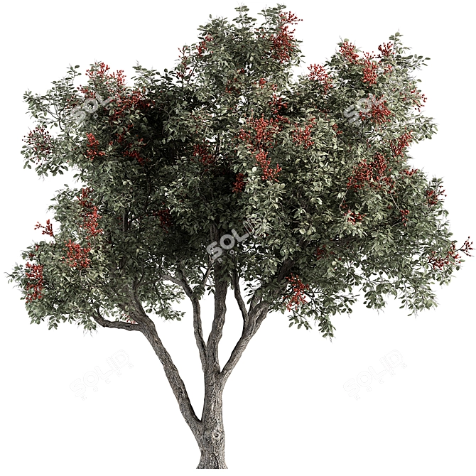 European Mountain Ash Tree Set 3D model image 1