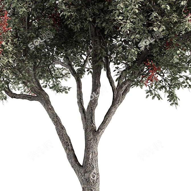 European Mountain Ash Tree Set 3D model image 3