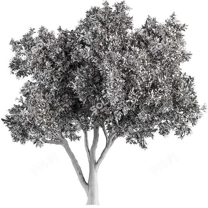 European Mountain Ash Tree Set 3D model image 4