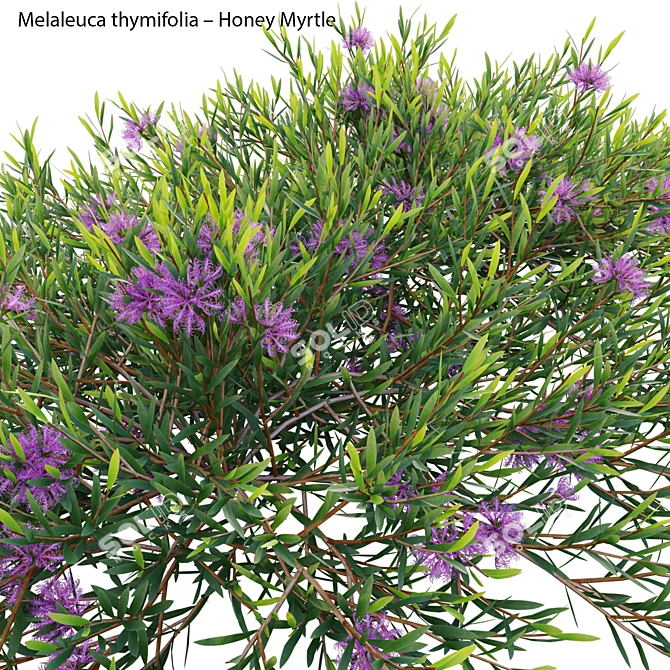 Versatile 3D Plant Model Collection 3D model image 2