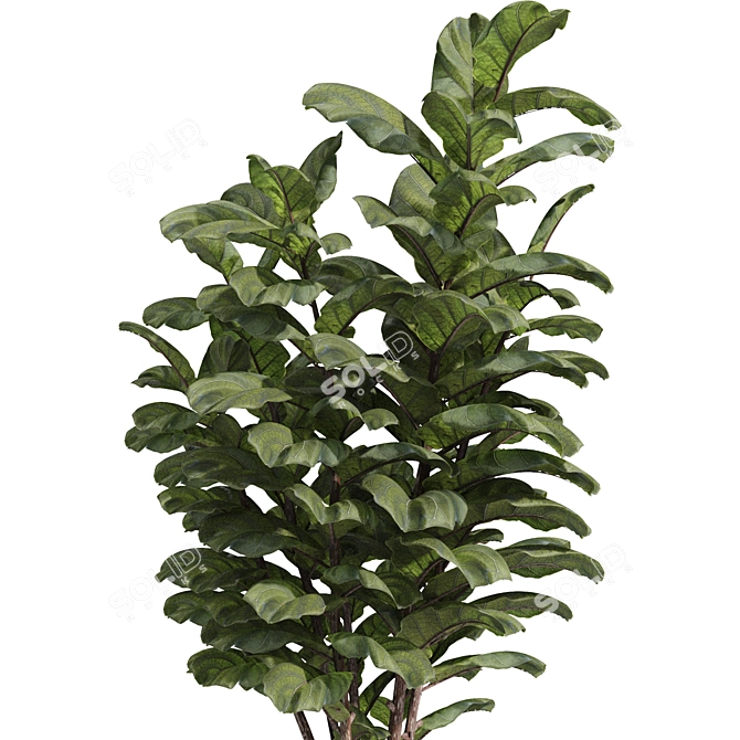 Ficus Lyrata Plant Pot 3D 3D model image 2