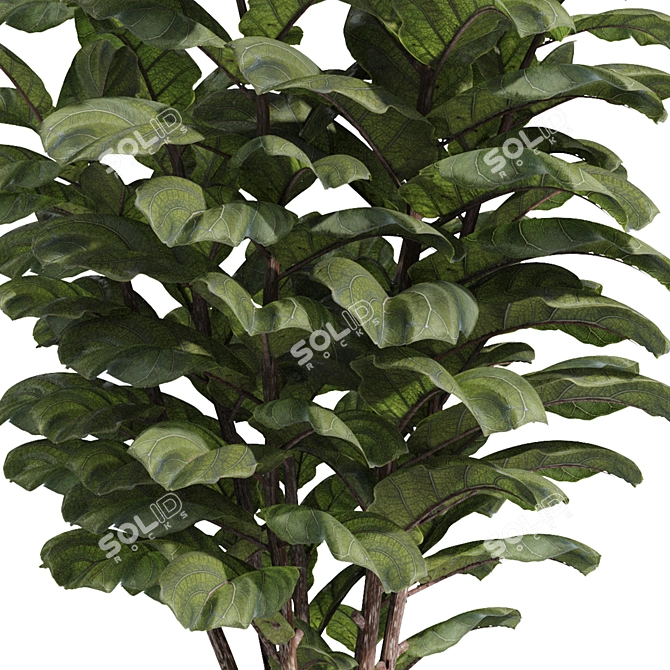 Ficus Lyrata Plant Pot 3D 3D model image 4