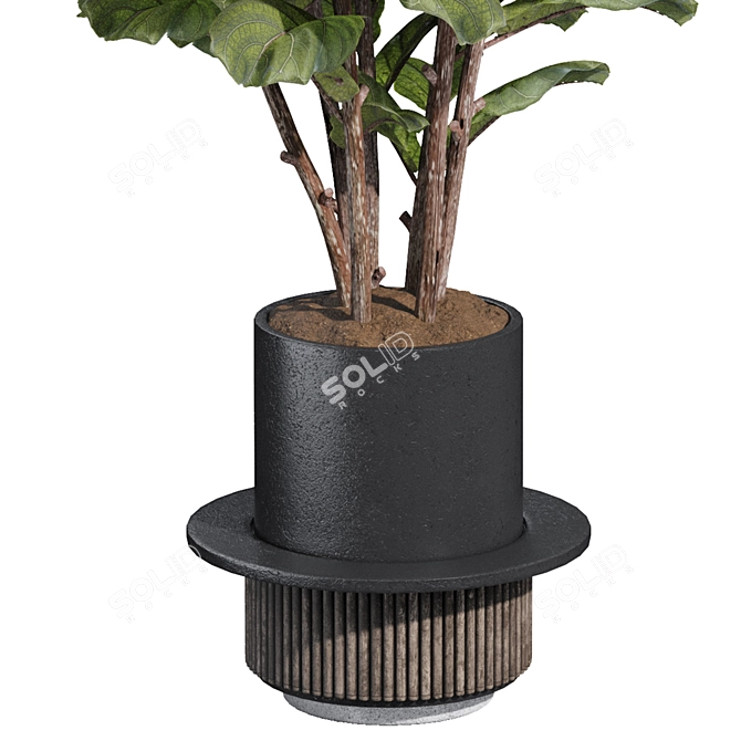 Ficus Lyrata Plant Pot 3D 3D model image 5