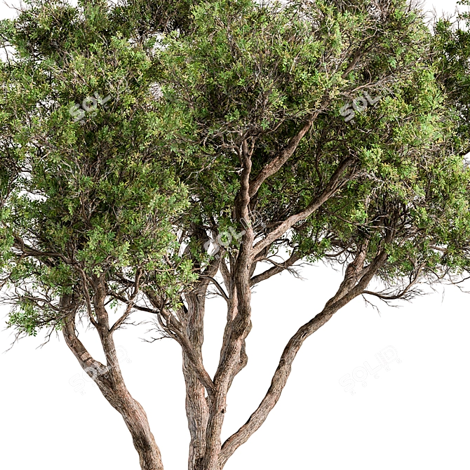  Evergreen Palatycladus Tree Set 3D model image 2