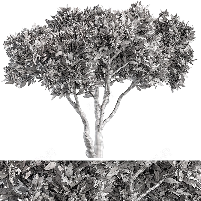  Evergreen Palatycladus Tree Set 3D model image 3