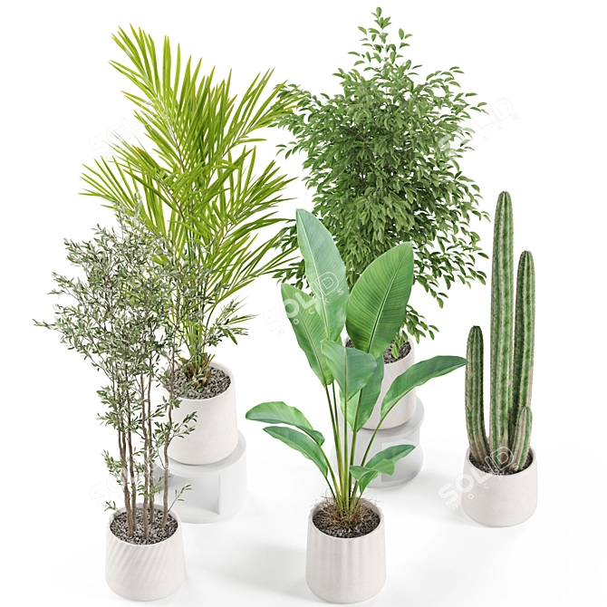 Botanical Oasis Plants Set 3D model image 4
