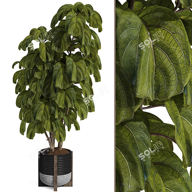 Ficus Lyrata Indoor Plant Package 3D model image 1