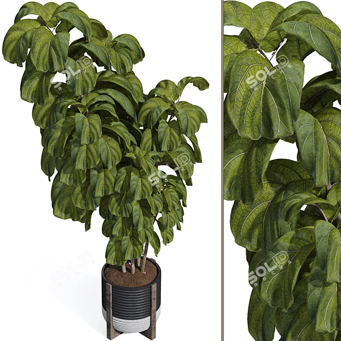 Ficus Lyrata Indoor Plant Package 3D model image 2