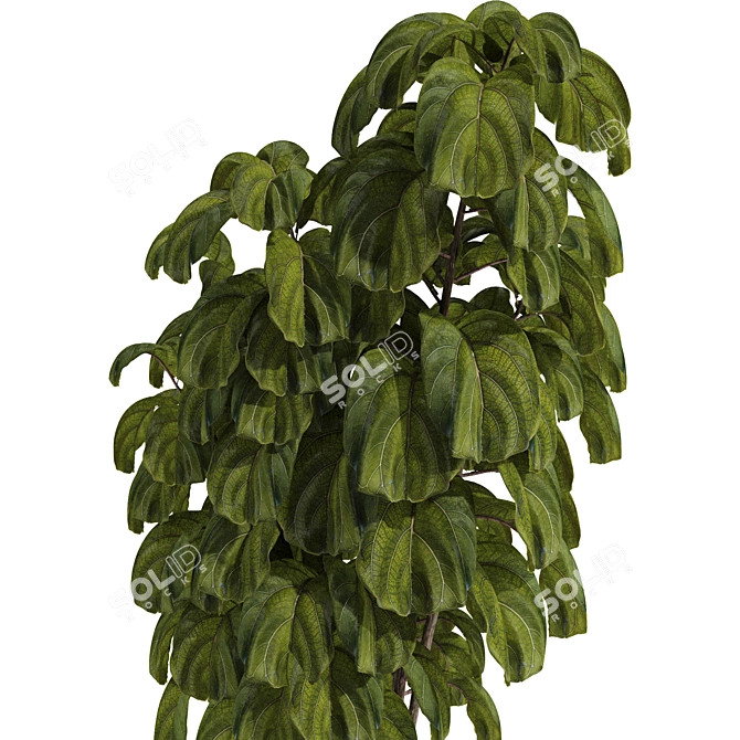 Ficus Lyrata Indoor Plant Package 3D model image 3