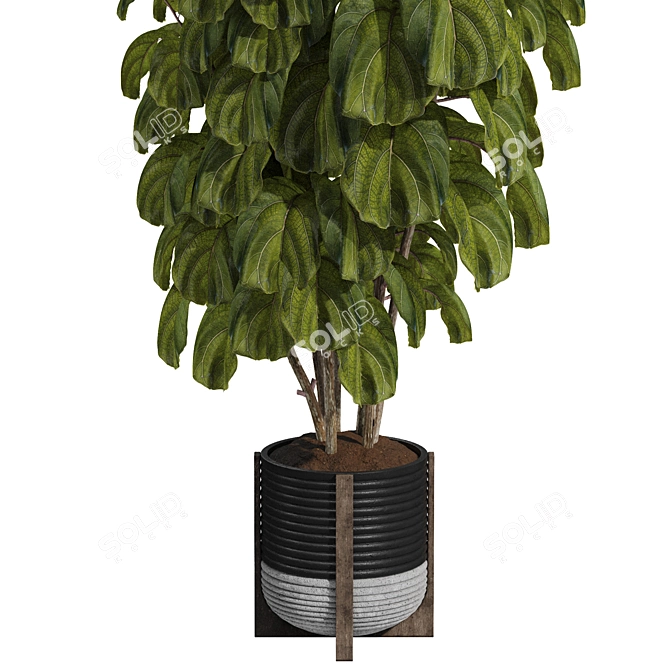 Ficus Lyrata Indoor Plant Package 3D model image 4