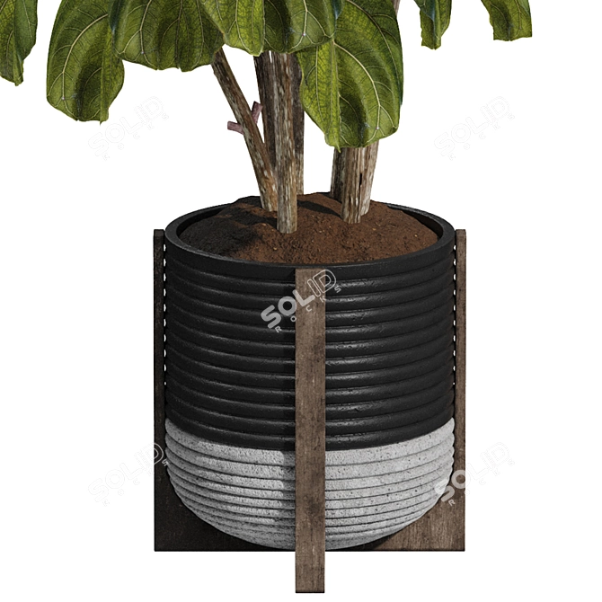 Ficus Lyrata Indoor Plant Package 3D model image 5