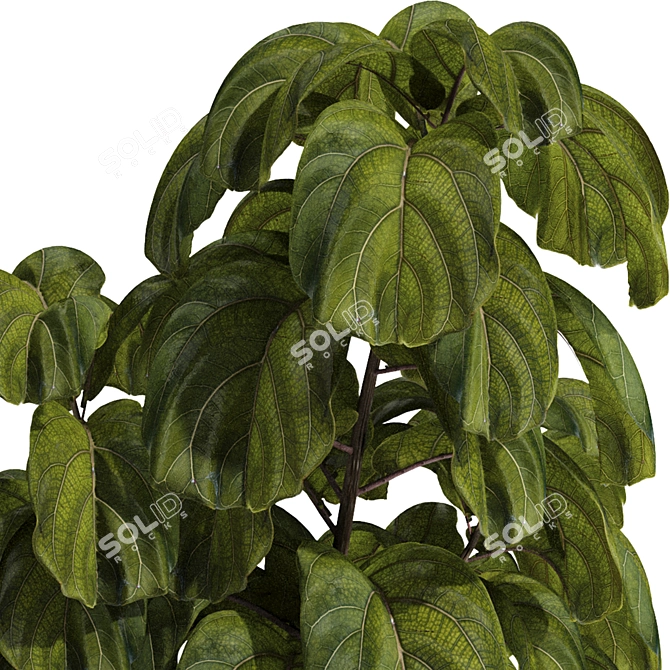 Ficus Lyrata Indoor Plant Package 3D model image 6