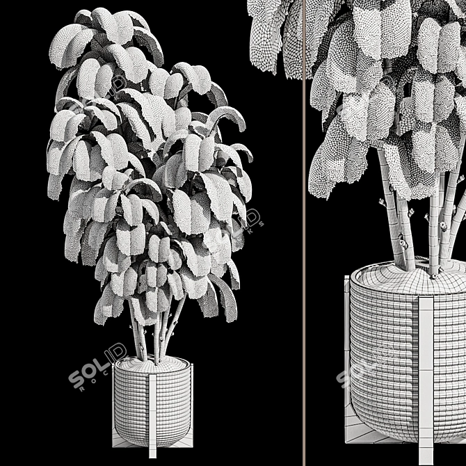 Ficus Lyrata Indoor Plant Package 3D model image 7