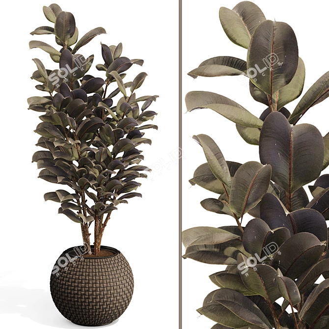 Rubber Tree Plant in Wicker Pot 3D model image 1