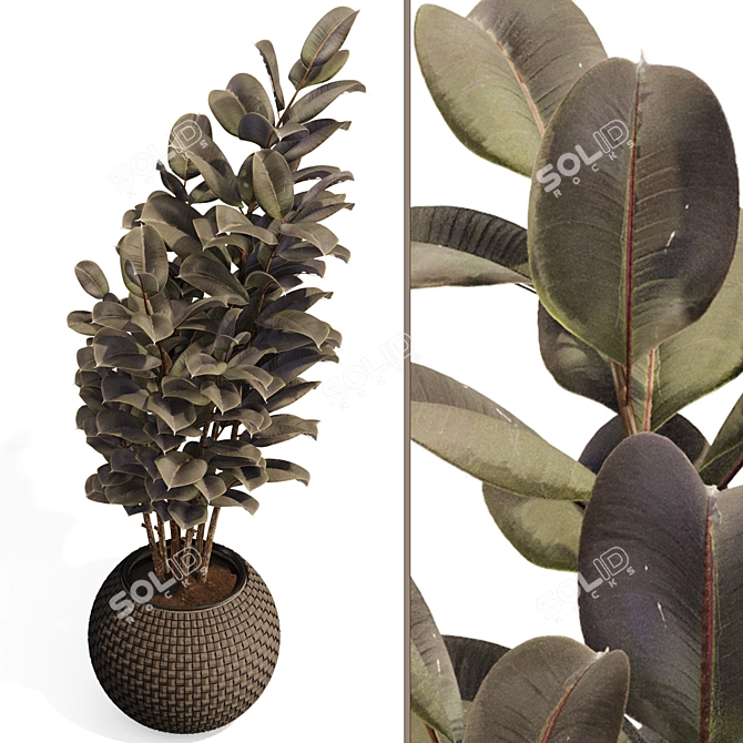 Rubber Tree Plant in Wicker Pot 3D model image 2