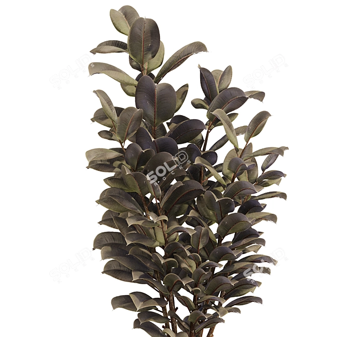 Rubber Tree Plant in Wicker Pot 3D model image 3