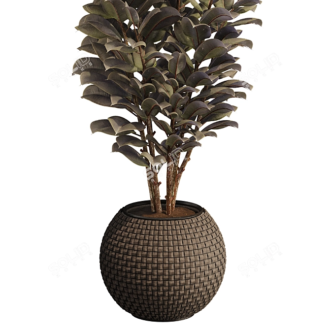 Rubber Tree Plant in Wicker Pot 3D model image 4