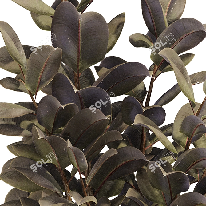 Rubber Tree Plant in Wicker Pot 3D model image 6