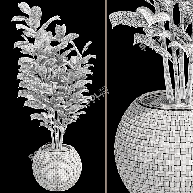 Rubber Tree Plant in Wicker Pot 3D model image 7