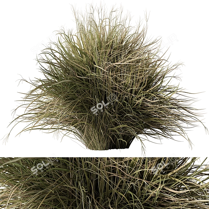 Feather Reed Grass Bundle Set 3D model image 1